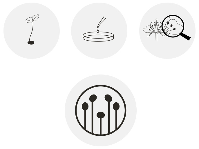 desarrollo de logotipo herbera